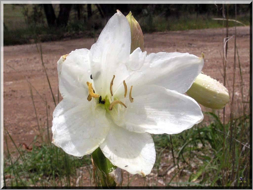 Flowers Ive met