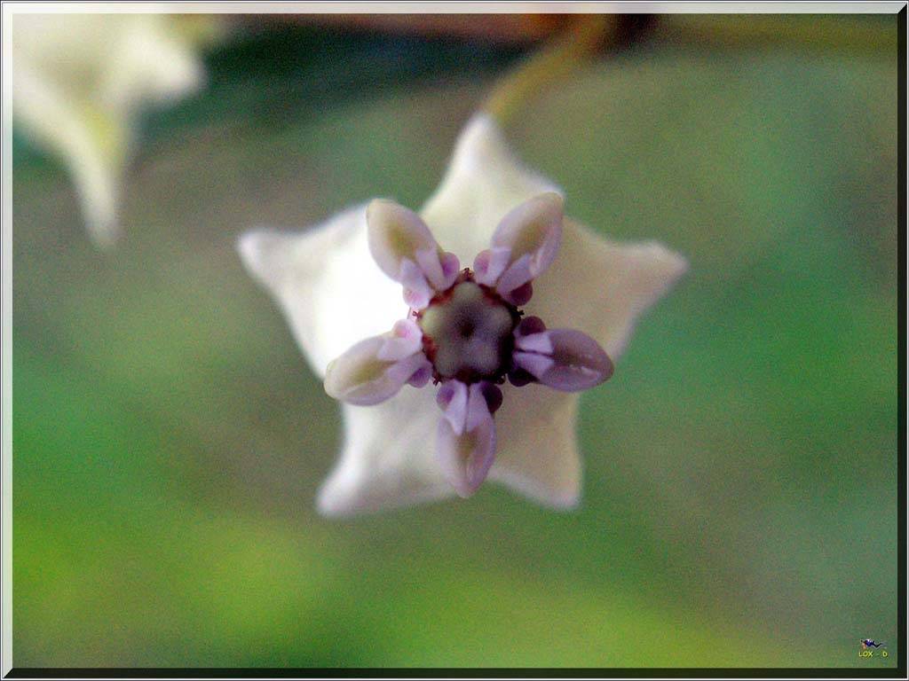 Flowers Ive met