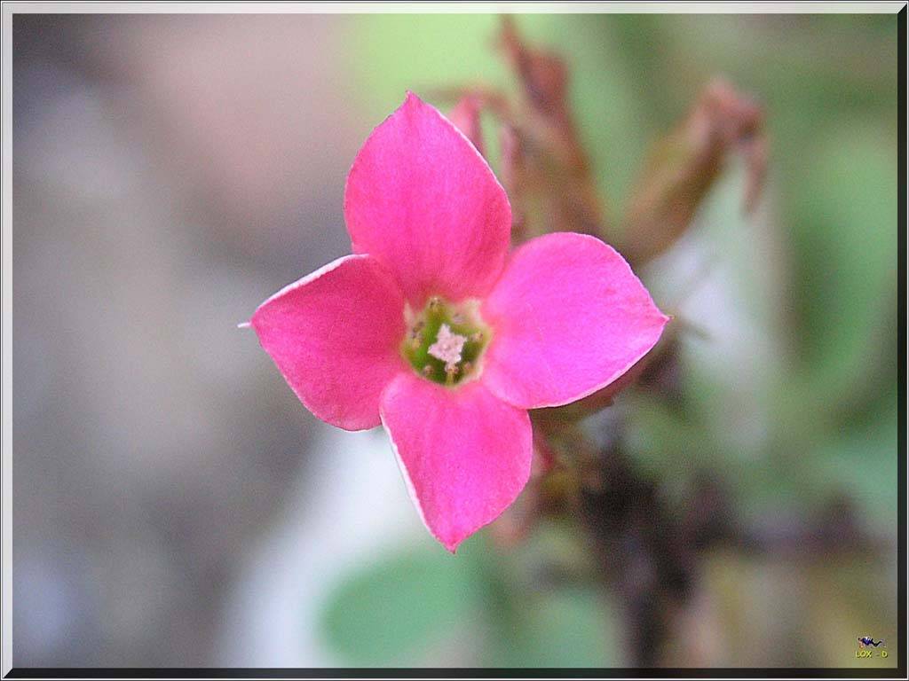 Flowers Ive met