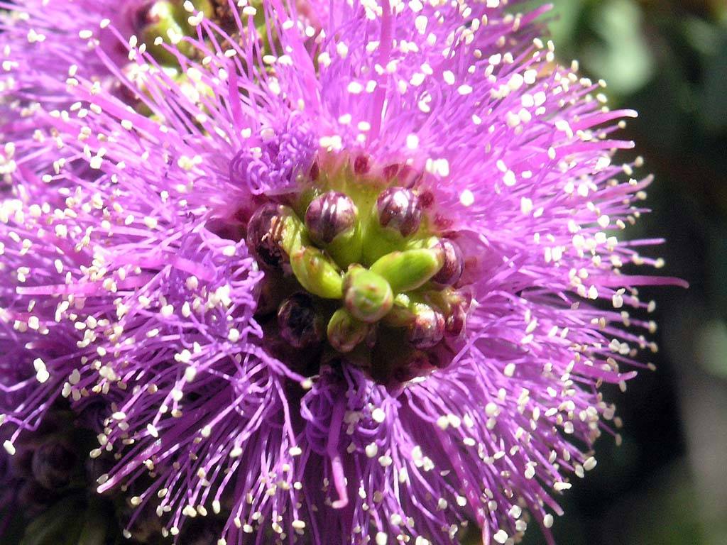 Flowers Ive met