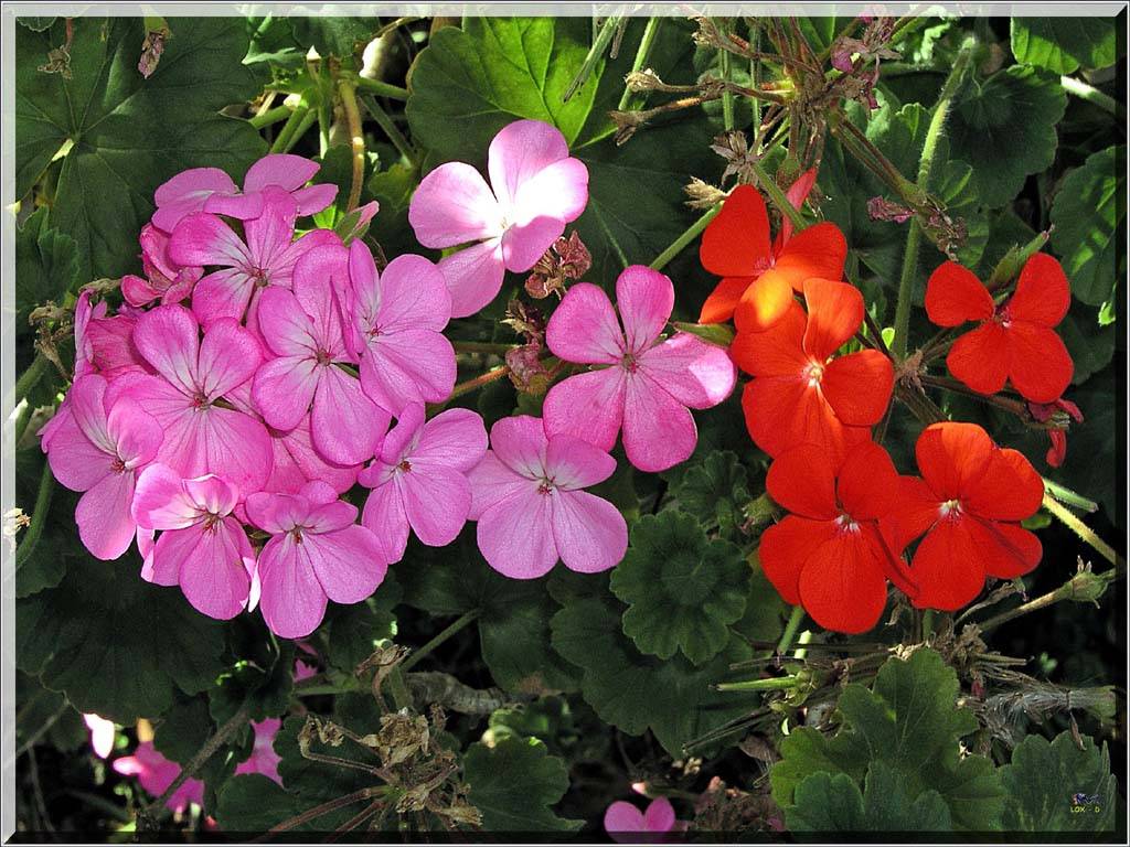 Flowers Ive met
