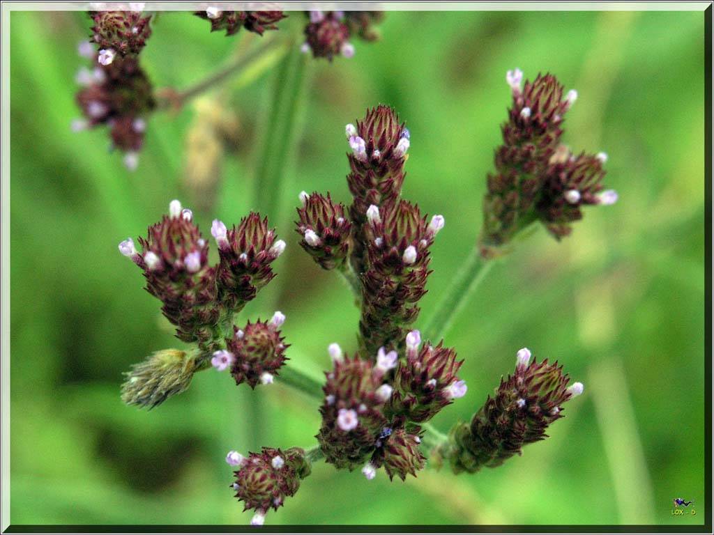 Flowers Ive met