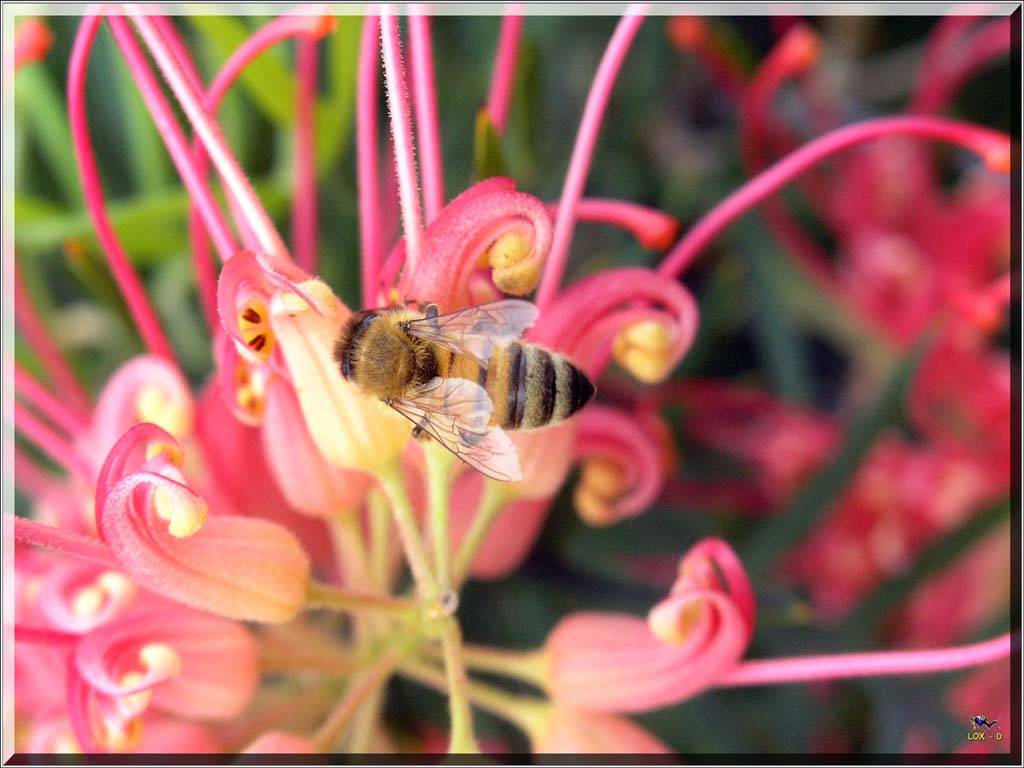 Flowers Ive met
