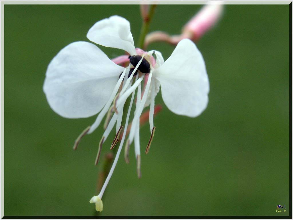 Flowers Ive met