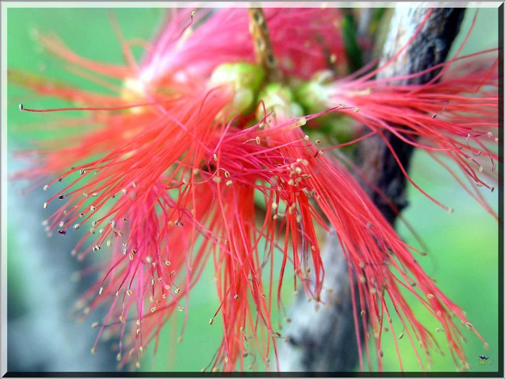 Flowers Ive met