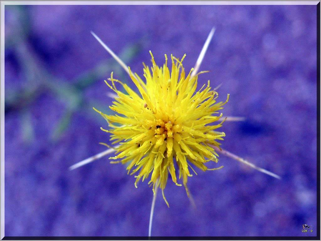 Flowers Ive met