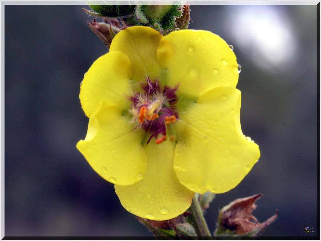 Flowers Ive met