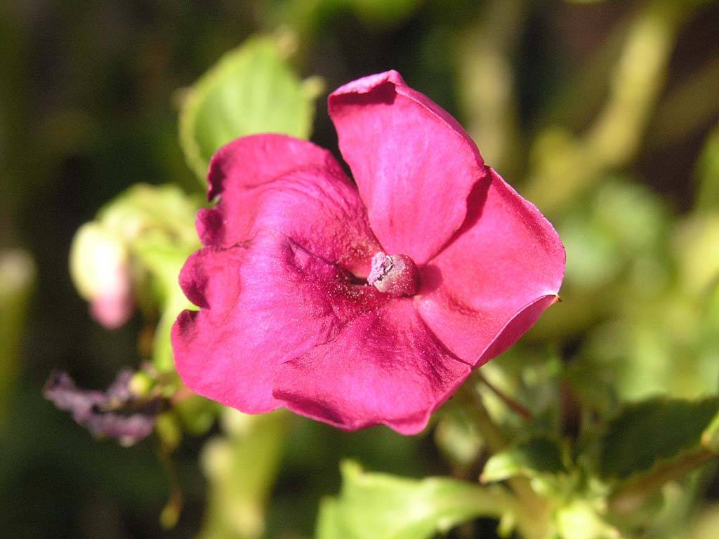 Flowers Ive met