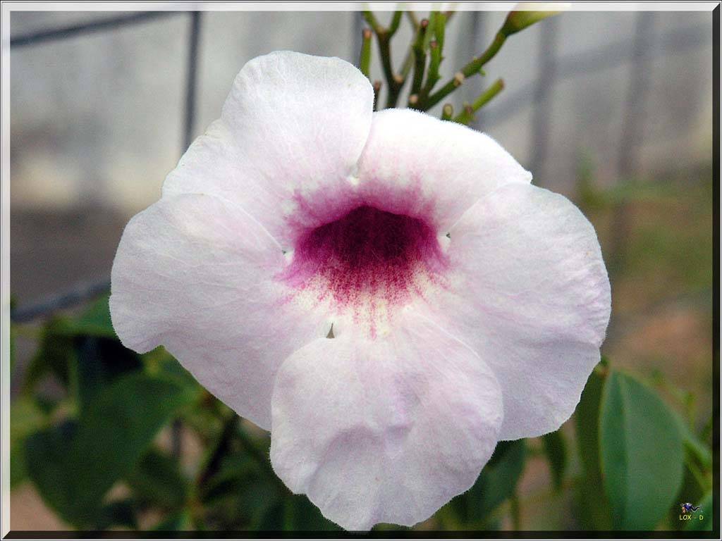 Flowers Ive met
