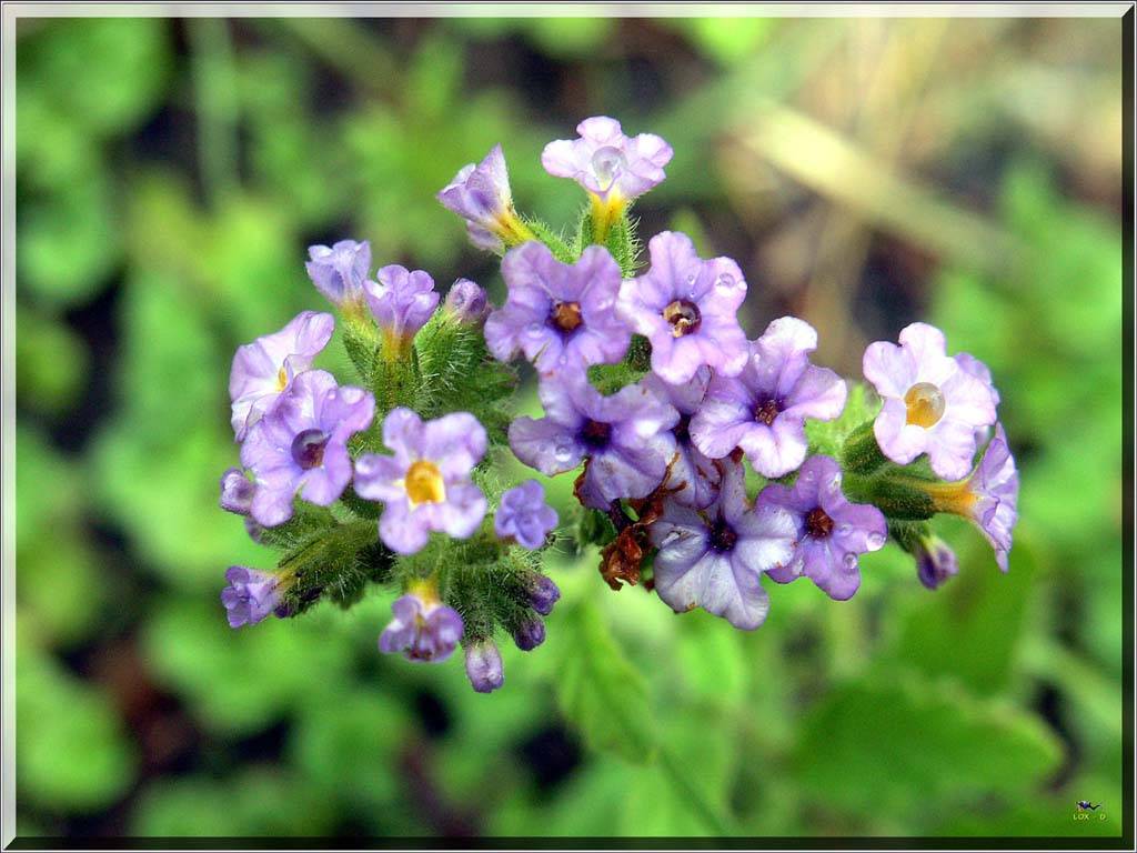 Flowers Ive met