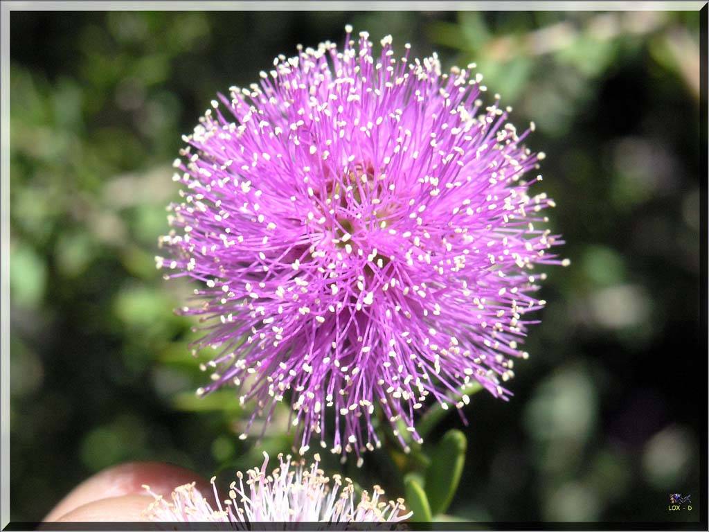 Flowers Ive met