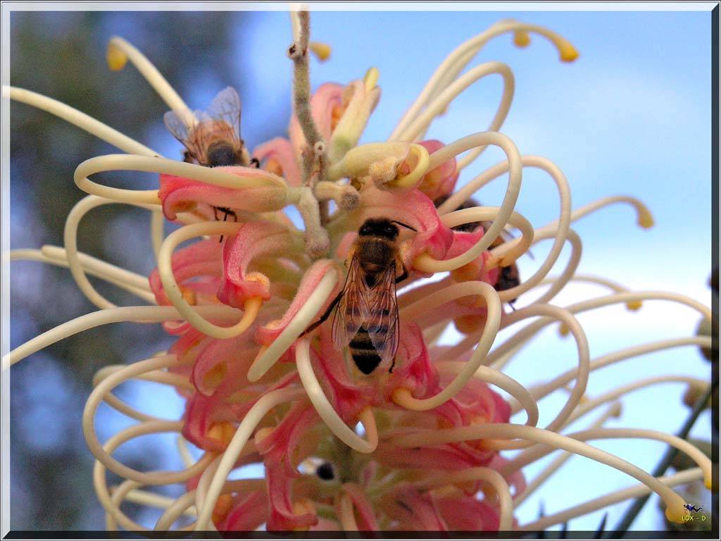 Flowers Ive met