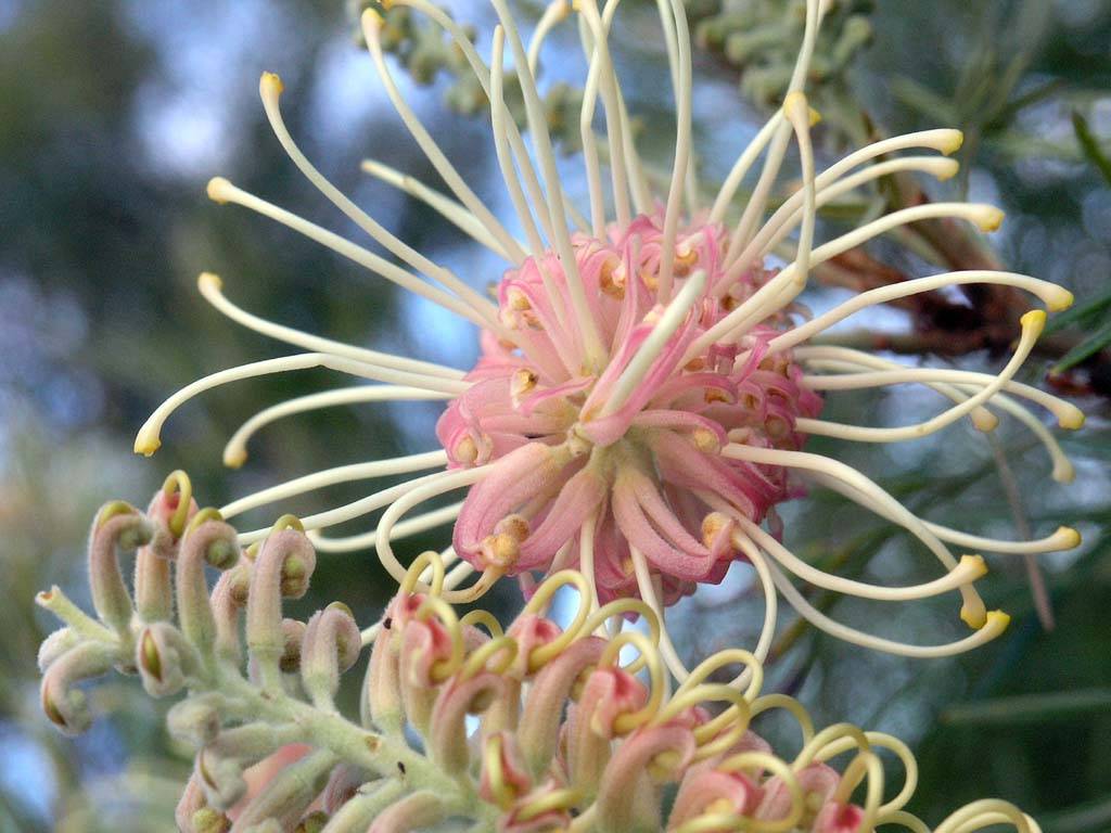 Flowers Ive met