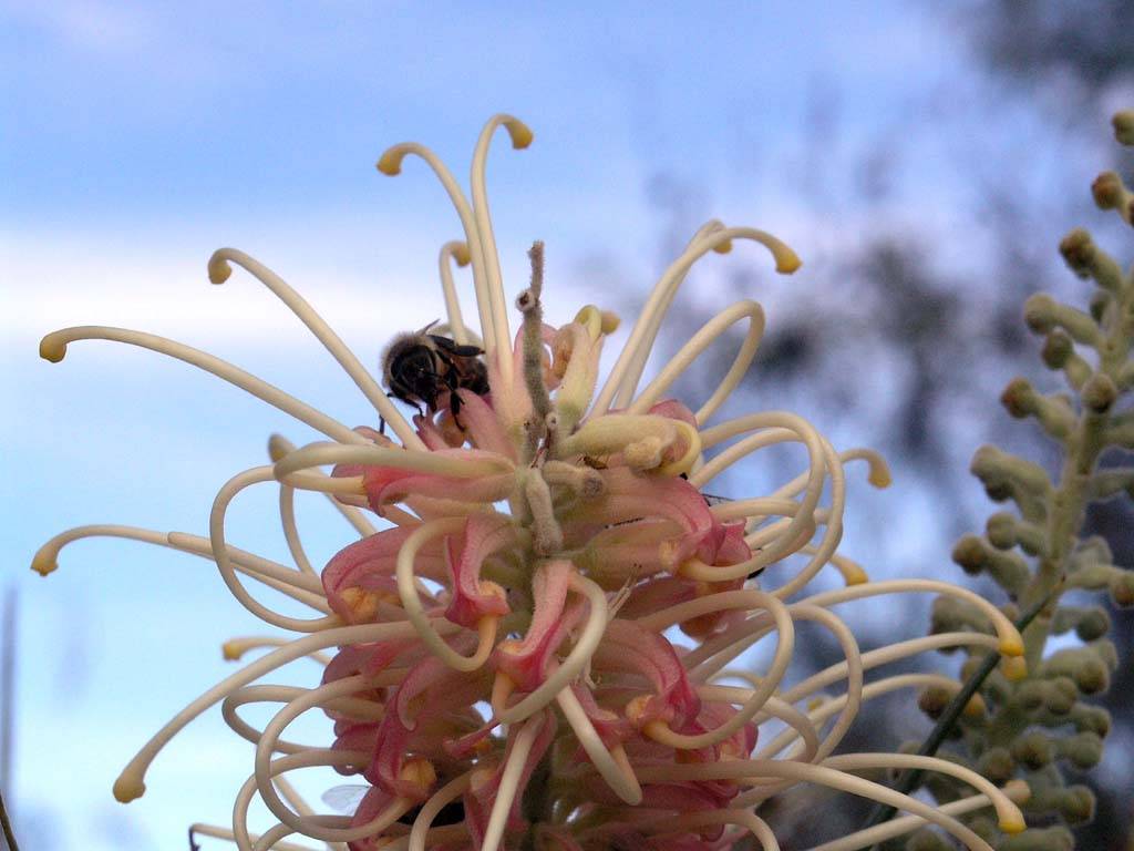 Flowers Ive met