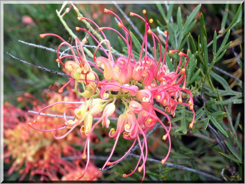 Flowers Ive met