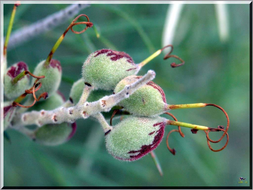 Flowers Ive met