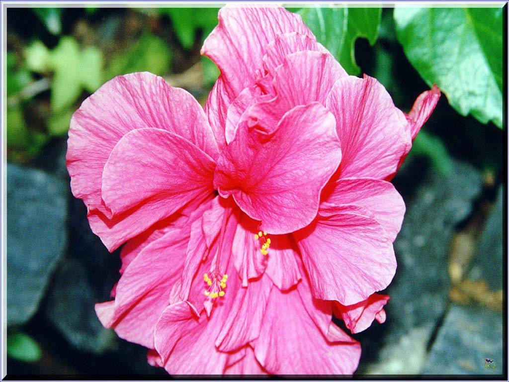 Flowers Ive met