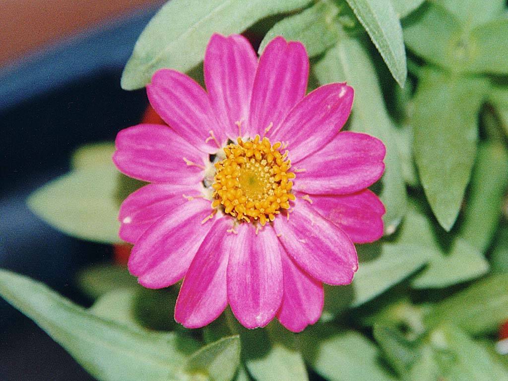 Flowers Ive met