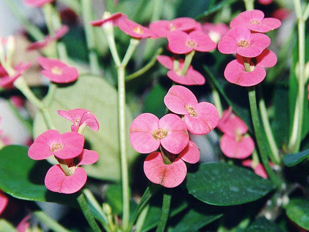 Flowers Ive met