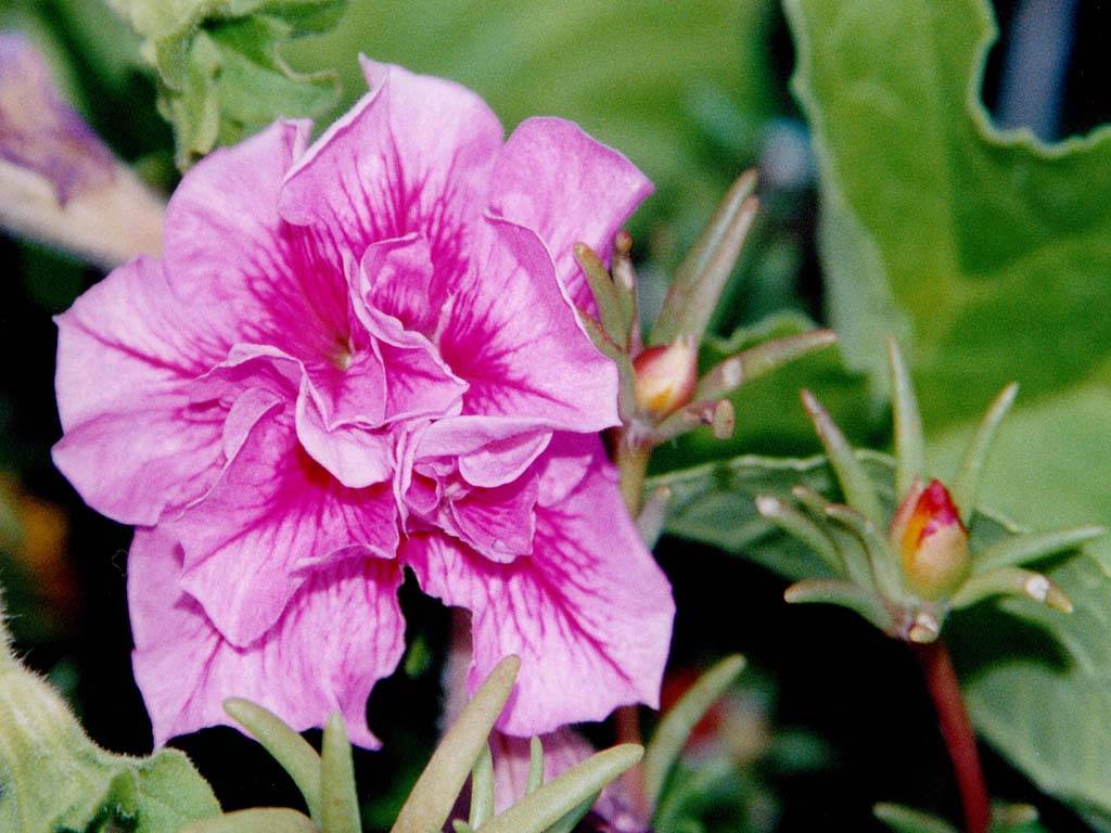 Flowers Ive met
