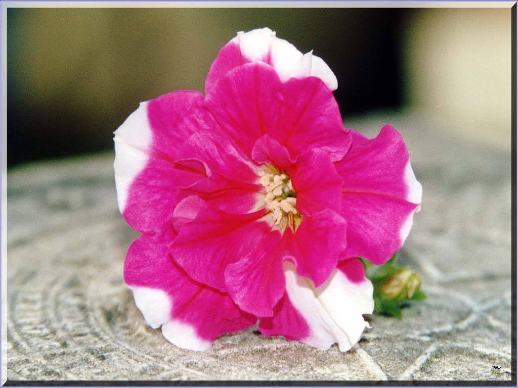 Flowers Ive met