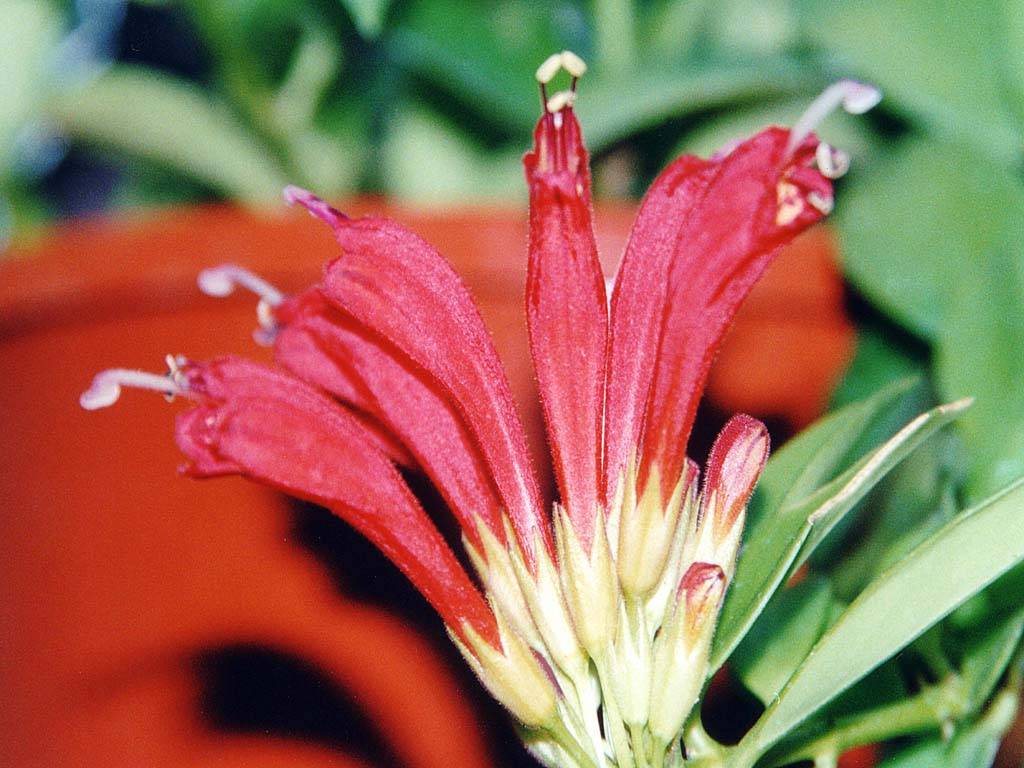 Flowers Ive met