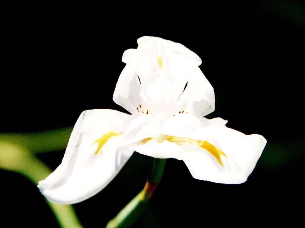 Flowers Ive met
