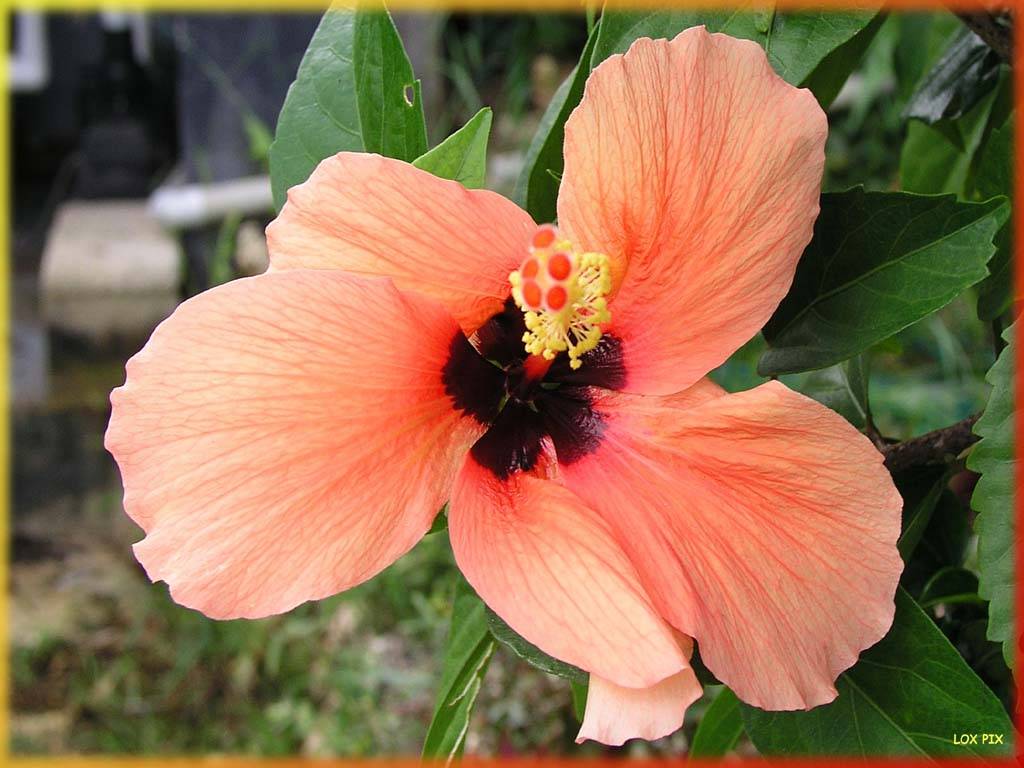 Flowers Ive met