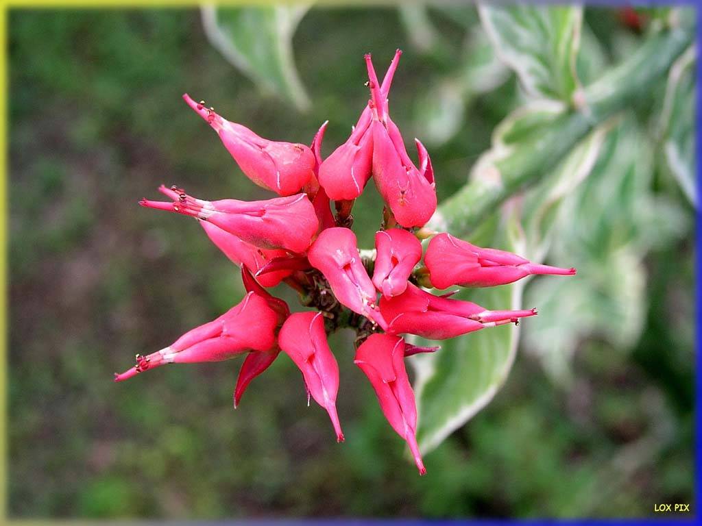 Flowers Ive met