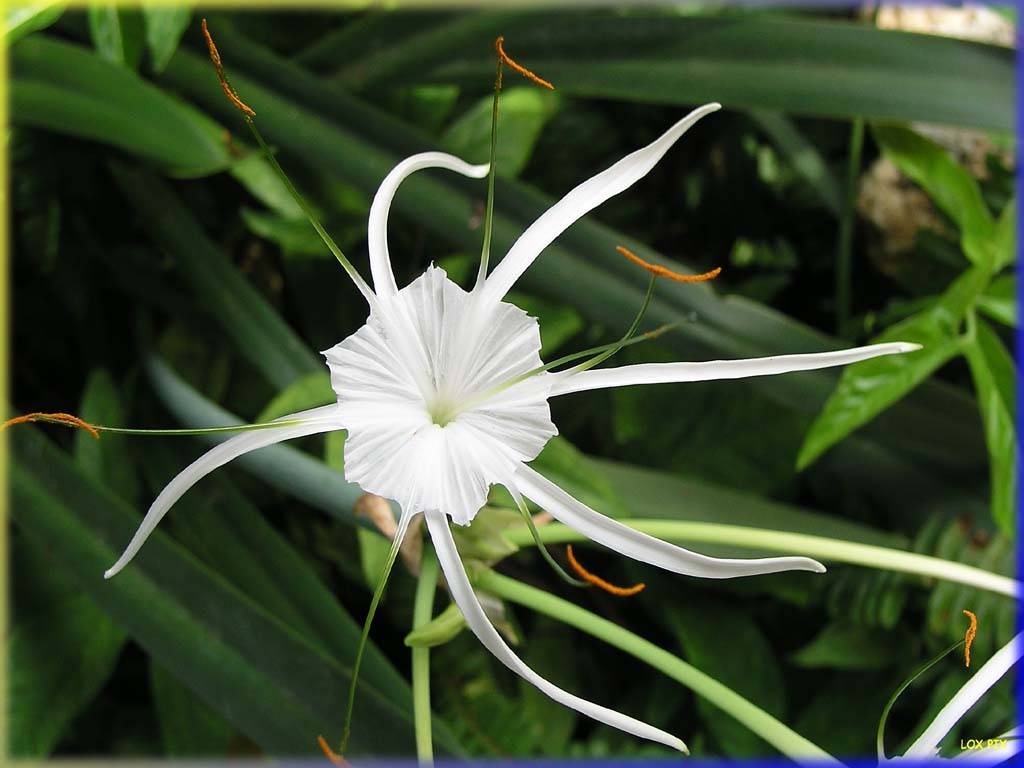 Flowers Ive met
