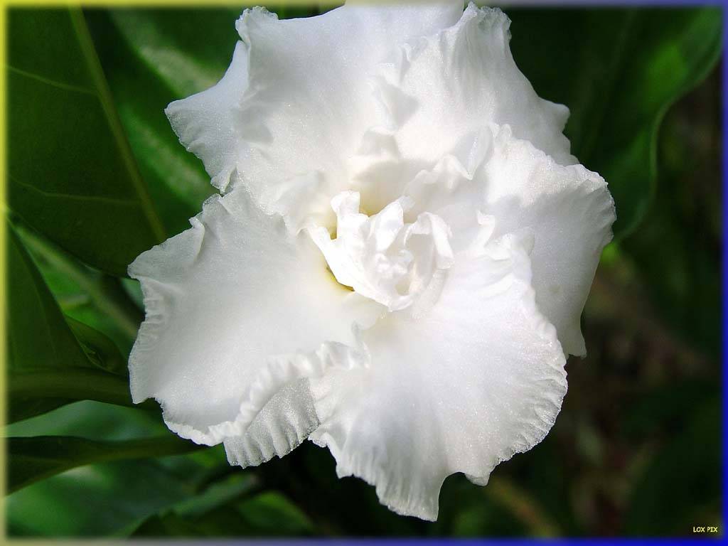 Flowers Ive met