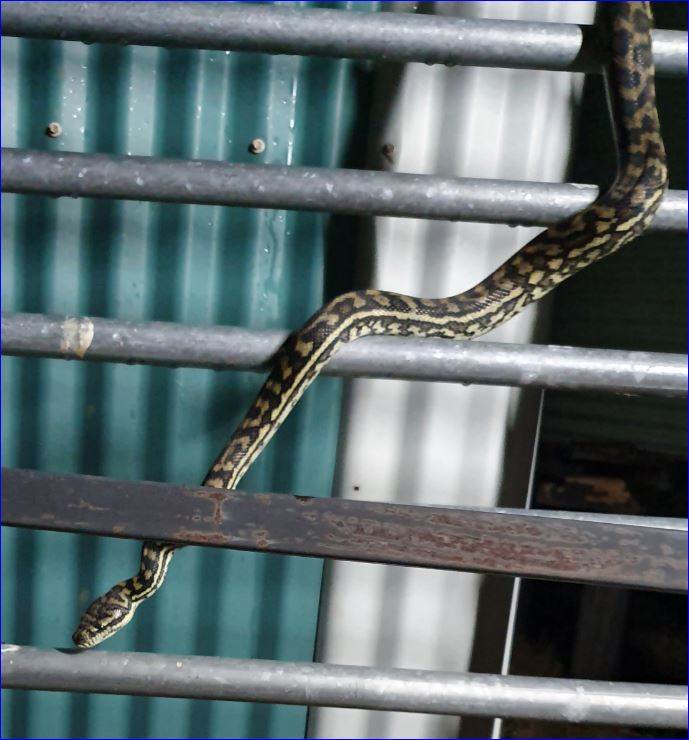 Snake 02