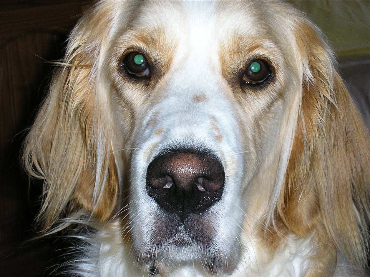 Doggy