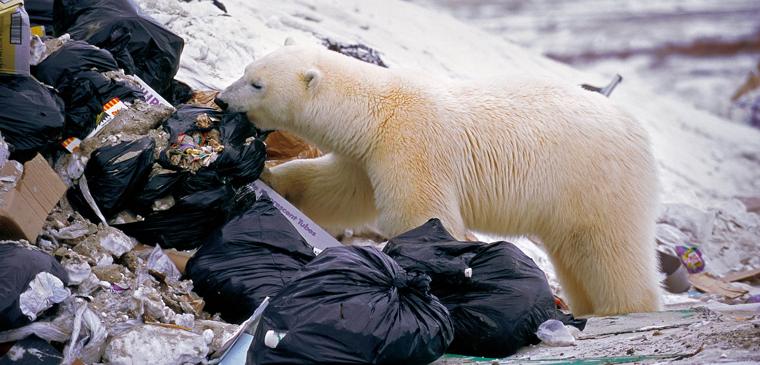 header-polar-bear-plastic