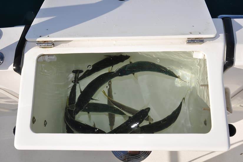 live-bait-tank-1