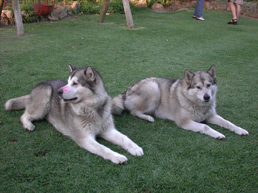 My Dogs