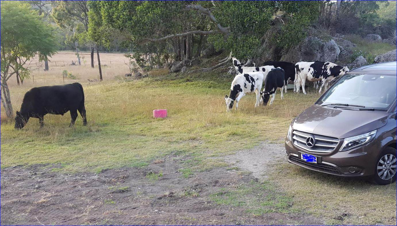 Cattle 01