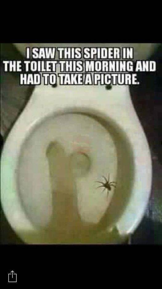 spider