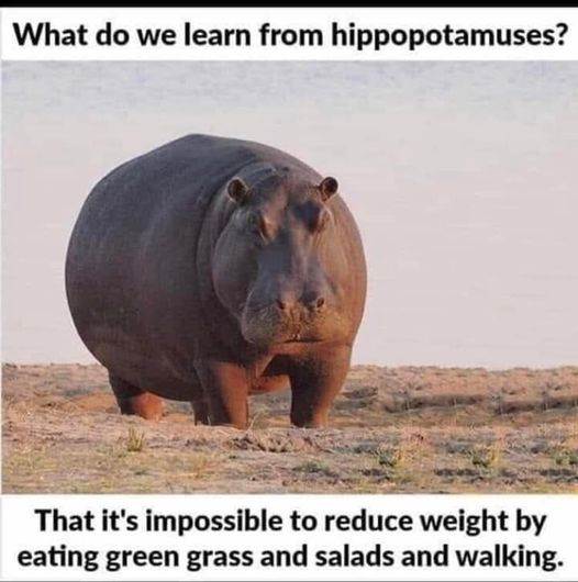 hippo