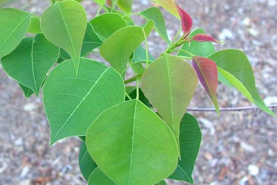 triadicasebifera15