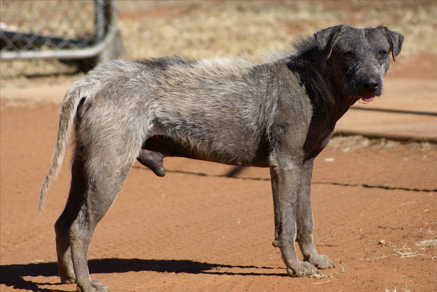 My new dog