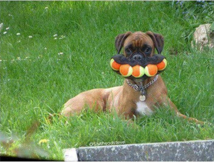 ball dog