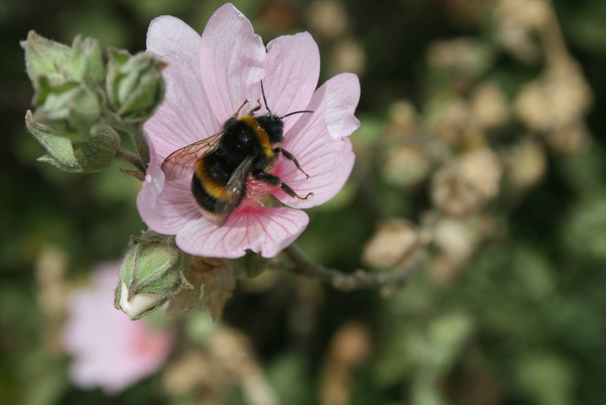 bumble bee