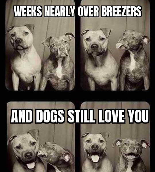 dogo