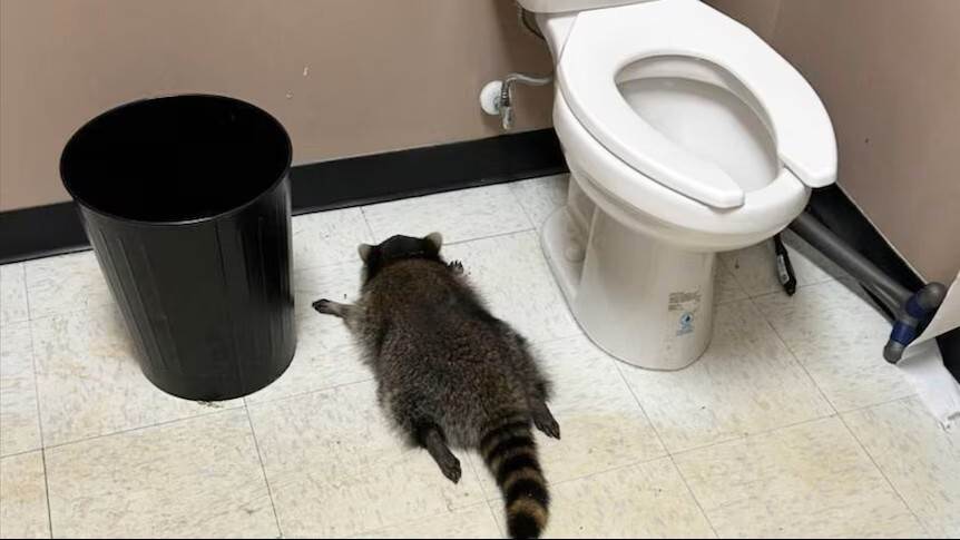 Raccoon