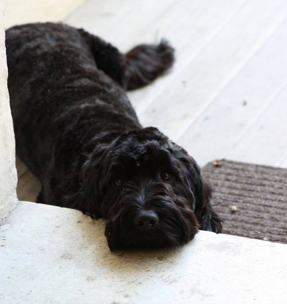 Puppy!