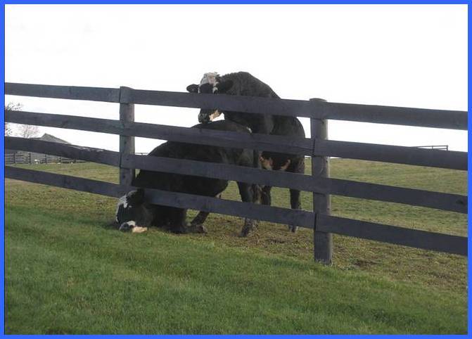 cow hump 2