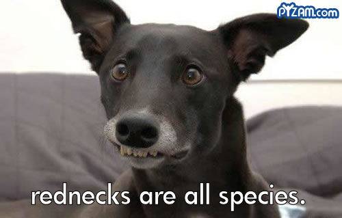 redneckspecies