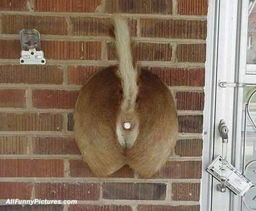 redneckdoorbell