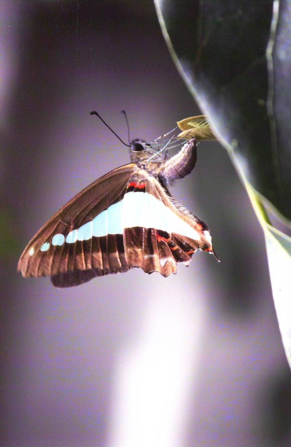 butterfly